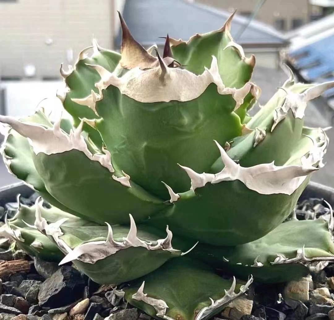 4-15cm Agave oteroi 'White Fire'