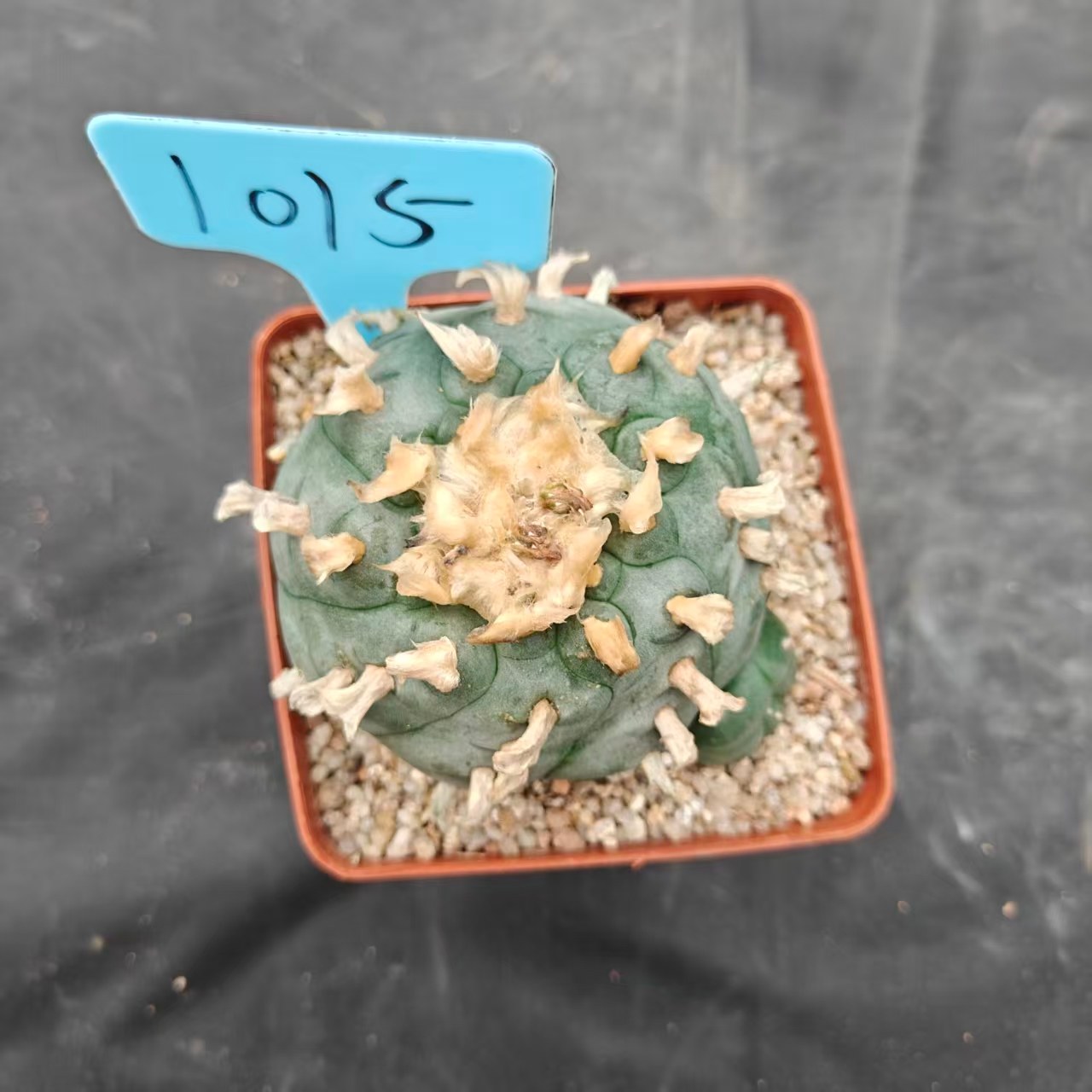 9cm（WYSIWYG）Lophophora williamsii spirochete（Hairy Monster）6-8 years old Number 1014