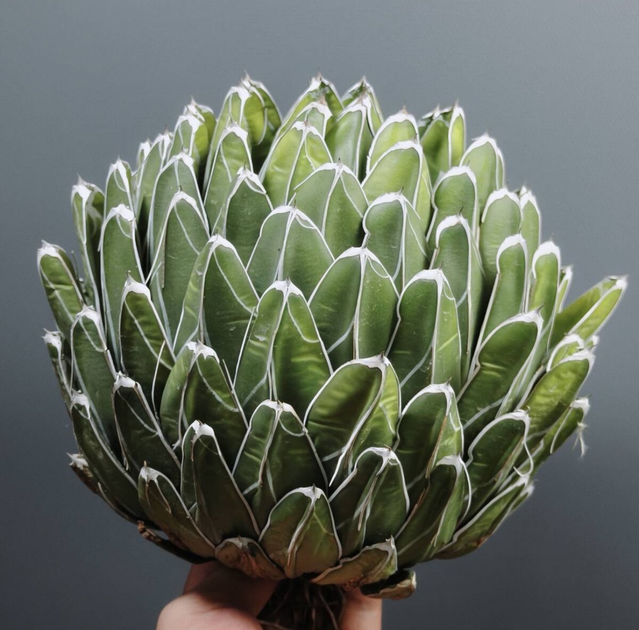 13-15cm Agave victoriae-reginae（similar to the place of origin）