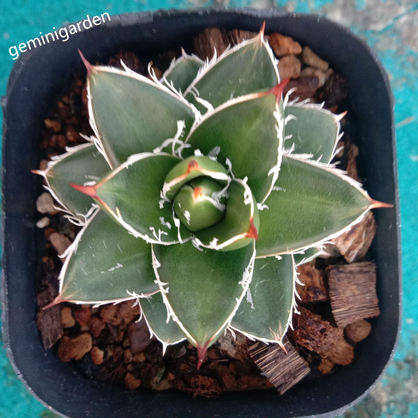 2-4cm Agave filifera var. compacta (A)