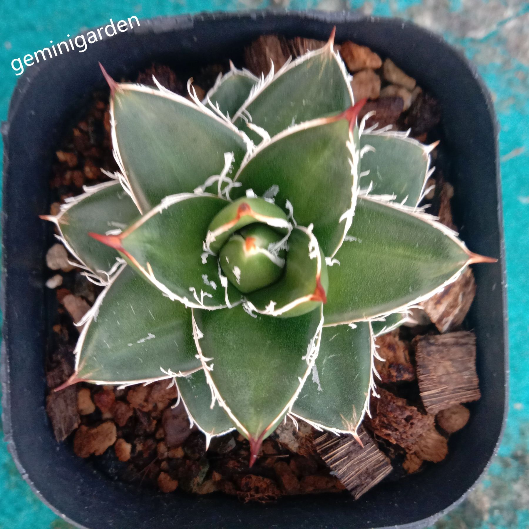 2-4cm Agave filifera var. compacta (A)
