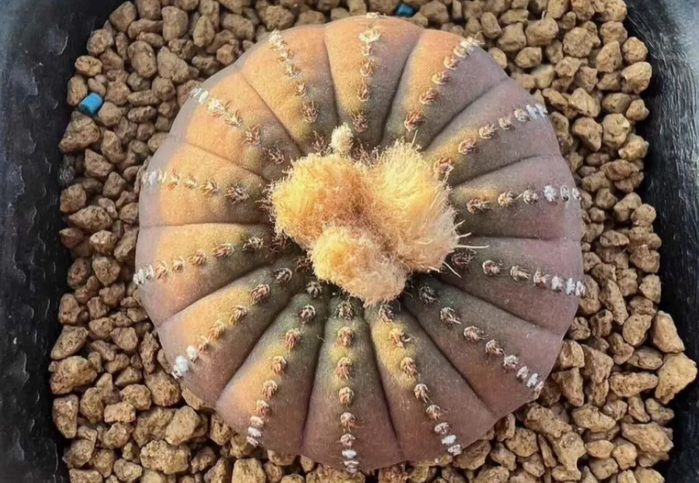 Carrot roots * 50 3cm mammillaria pectinifera * 2 3cm mammillaria pectinifera * 2  Euphorbia obesa * 4 Frailea castanea * 2