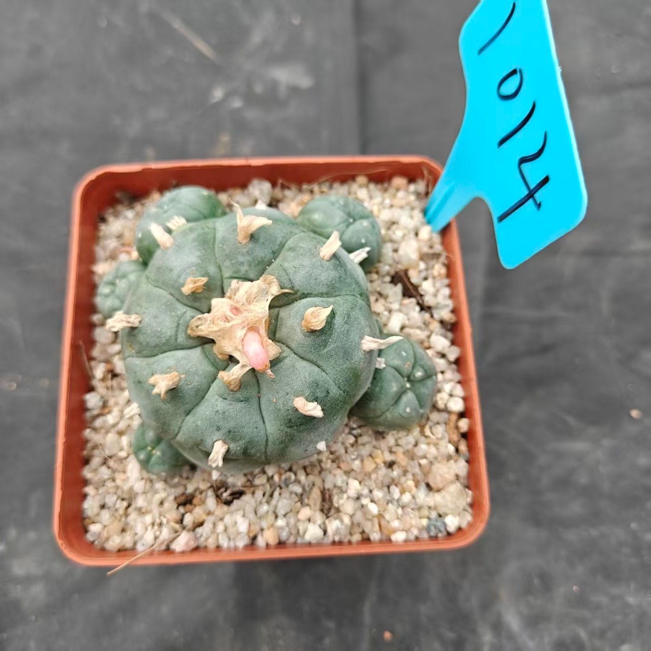 7-8cm（WYSIWYG）Lophophora williamsii spirochete（Hairy Monster）6-8 years old Number 1014