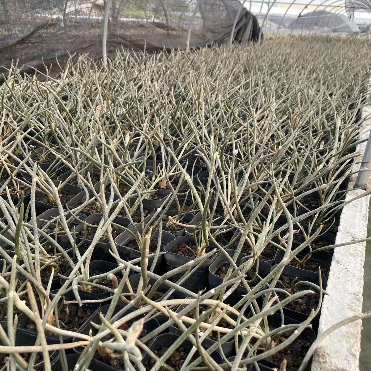 0.5-6cm cmAstrophytum caput medusae