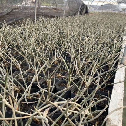 0.5-6cm cmAstrophytum caput medusae