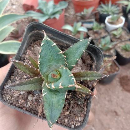 4-14cm Agave titanota “crazy” 