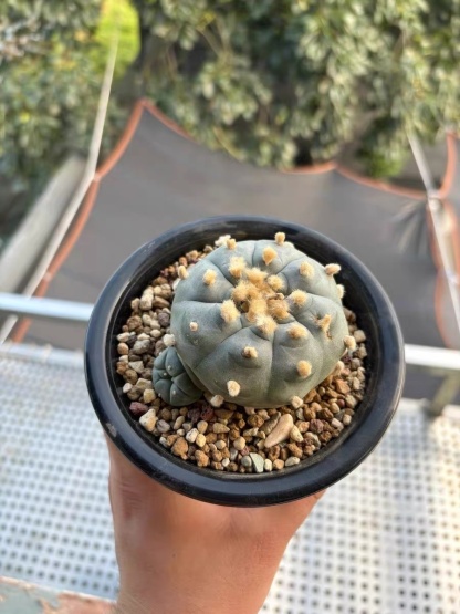 4-6cm Lophophora williamsii peyote（radish root）