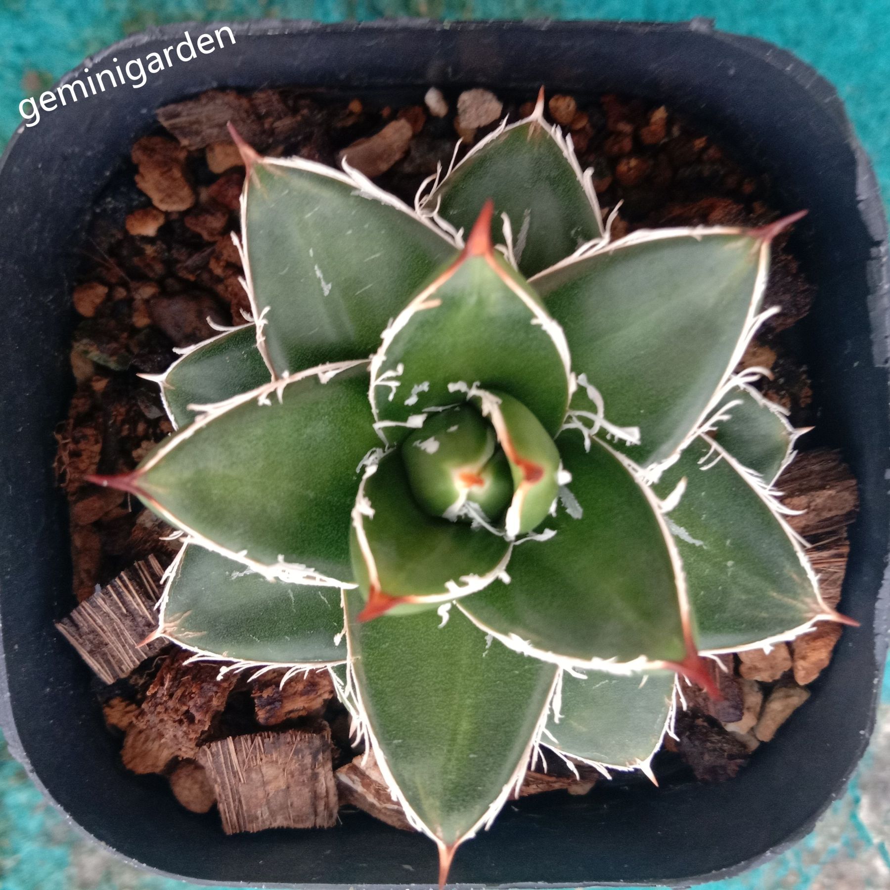 2-4cm Agave filifera var. compacta (A)