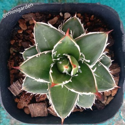 2-4cm Agave filifera var. compacta (A)