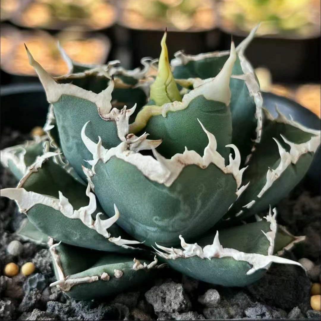 4-12cm Agave Titanota Werewolf – Succulent Purrs