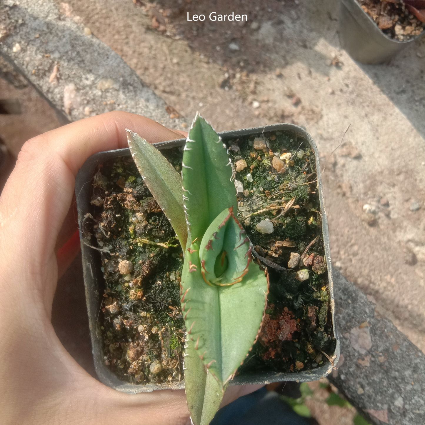 4-6cm Agave titanota Juggernaut （tissue culture）