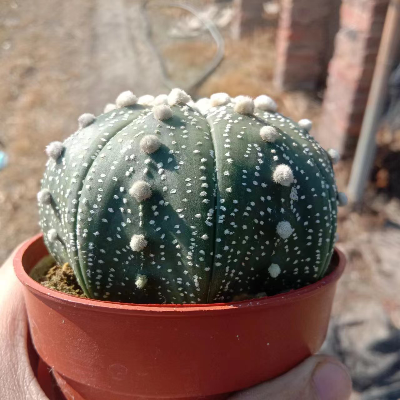 1pcs 8-10cm Astrophytum asterias