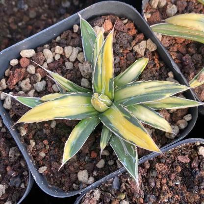 6-8cm Agave victoriae-reginae Sun King