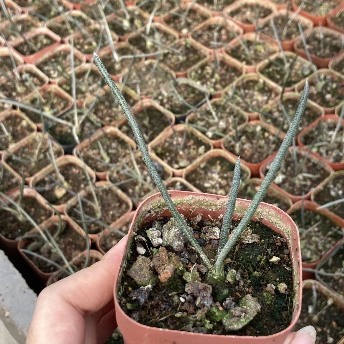 0.5-6cm cmAstrophytum caput medusae