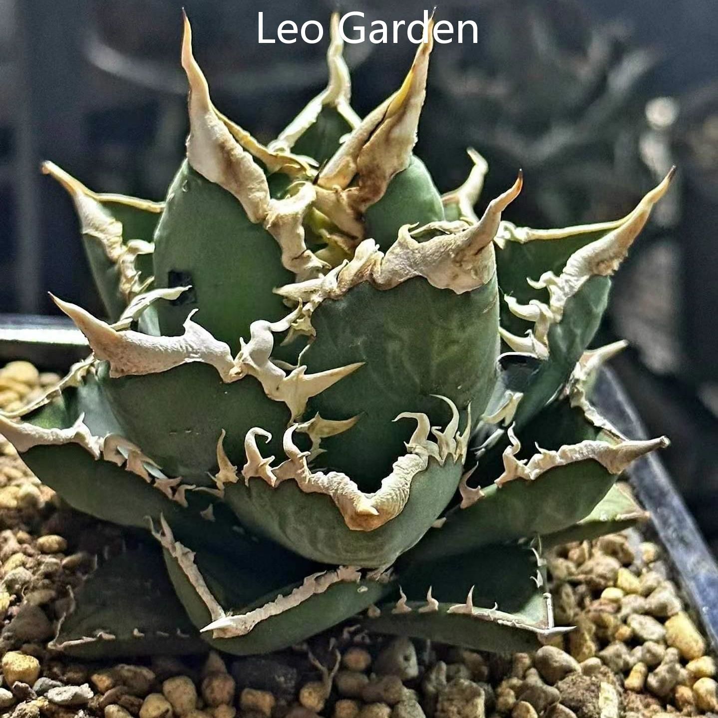 5-15cm Agave titanota “Aquaman”