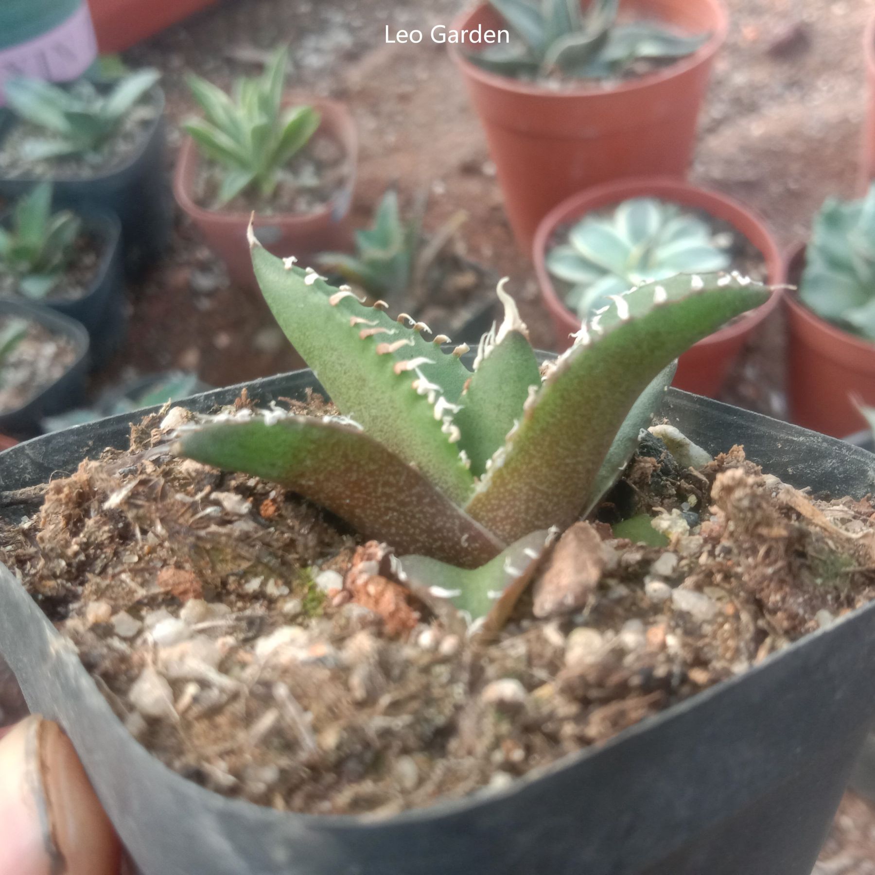 3-4cm Agave titanota “SAD”  （tissue culture）
