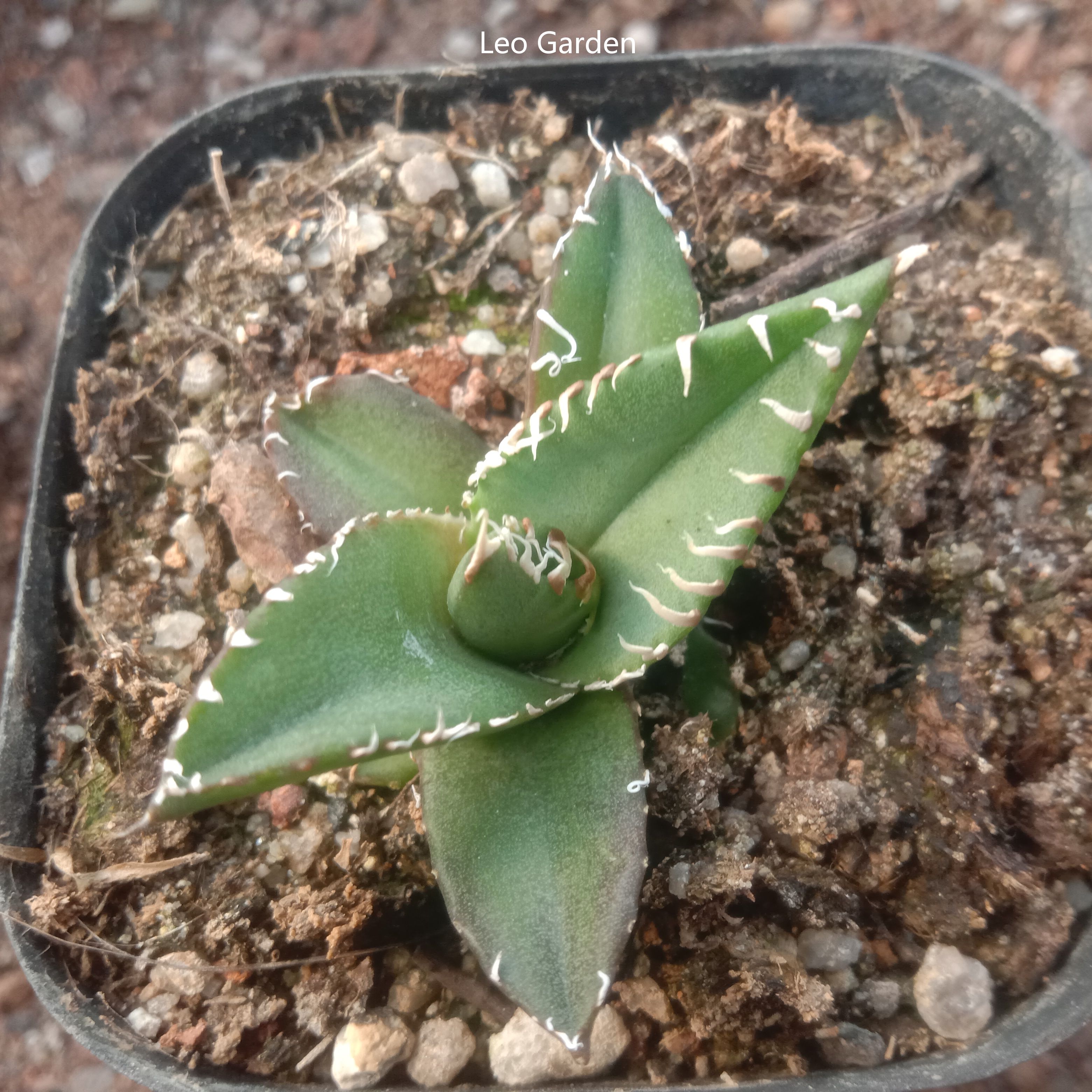 3-4cm Agave titanota “SAD”  （tissue culture）