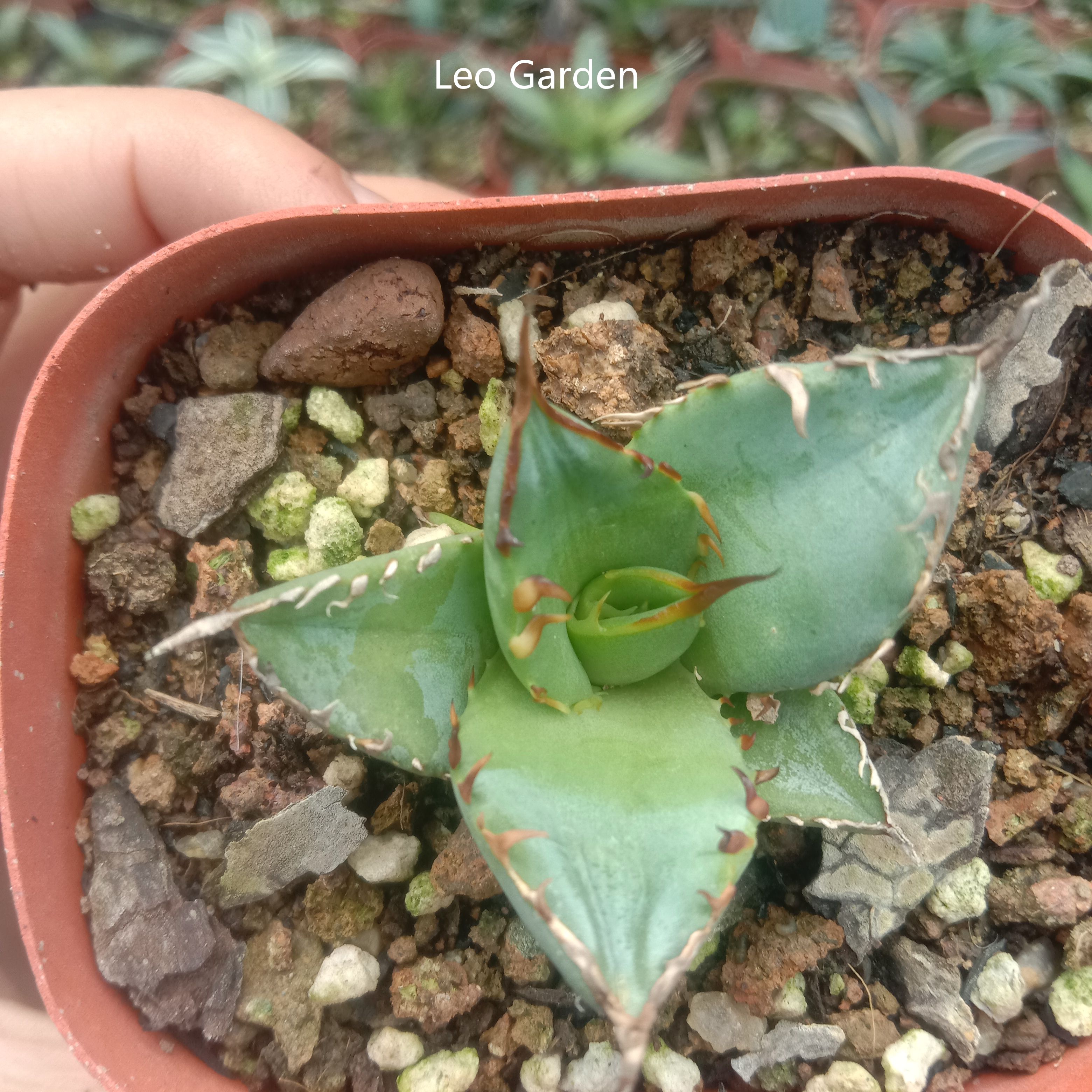 3-4cm Agave Titanota ‘Haou-ryu’