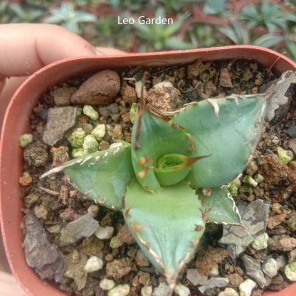 3-4cm Agave Titanota ‘Haou-ryu’