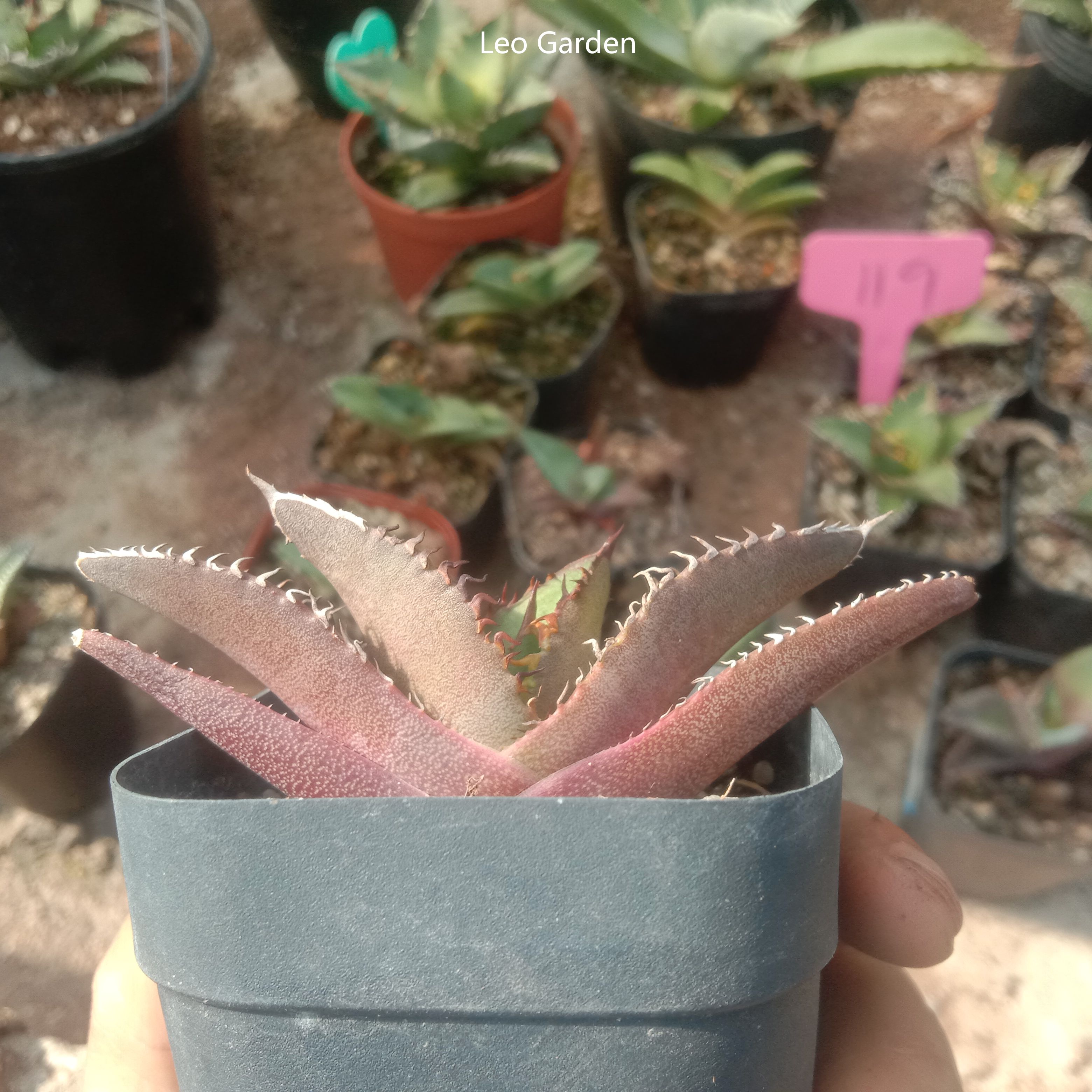 5-7cm gave oteroi 'Black Flame'（tissue culture）