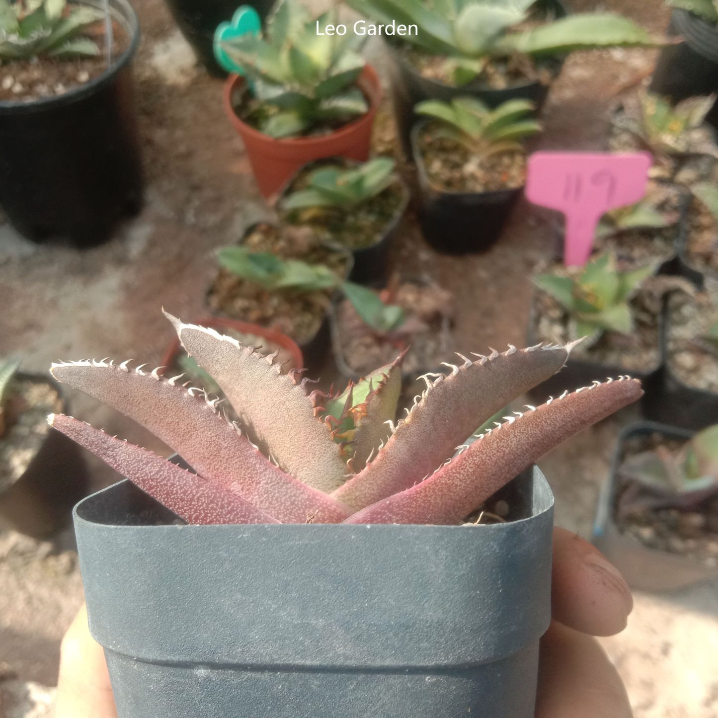 5-7cm gave oteroi 'Black Flame'（tissue culture）