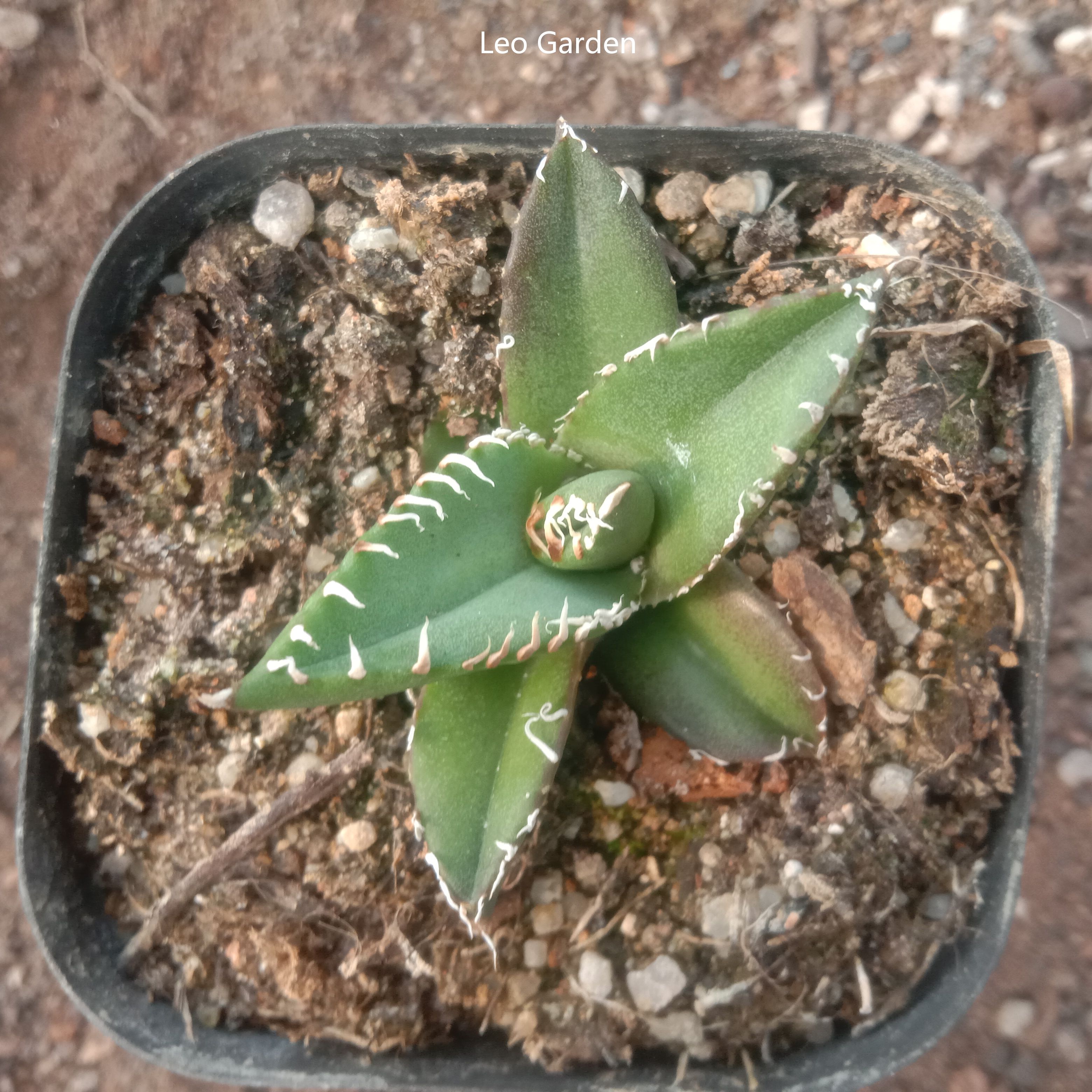 3-4cm Agave titanota “SAD”  （tissue culture）