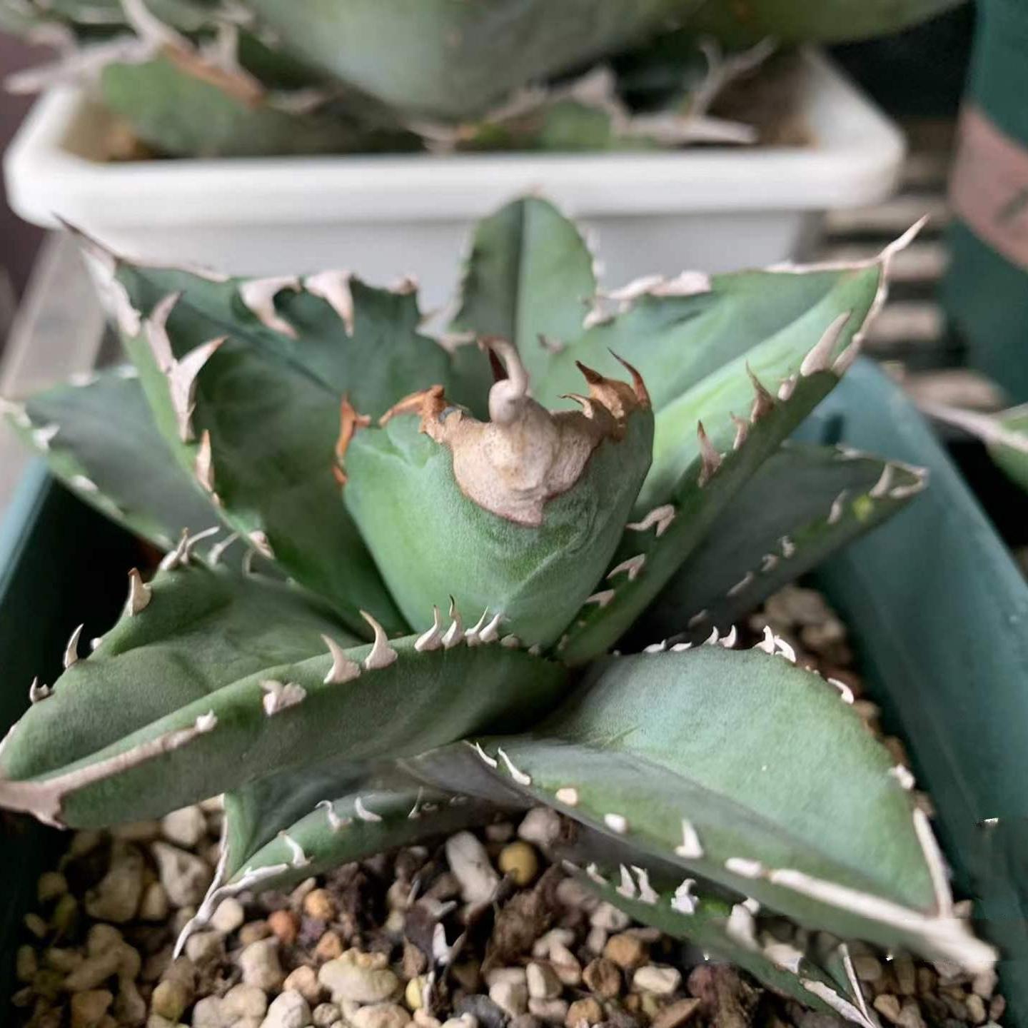 4-15cm Agave oteroi 'White Fire'