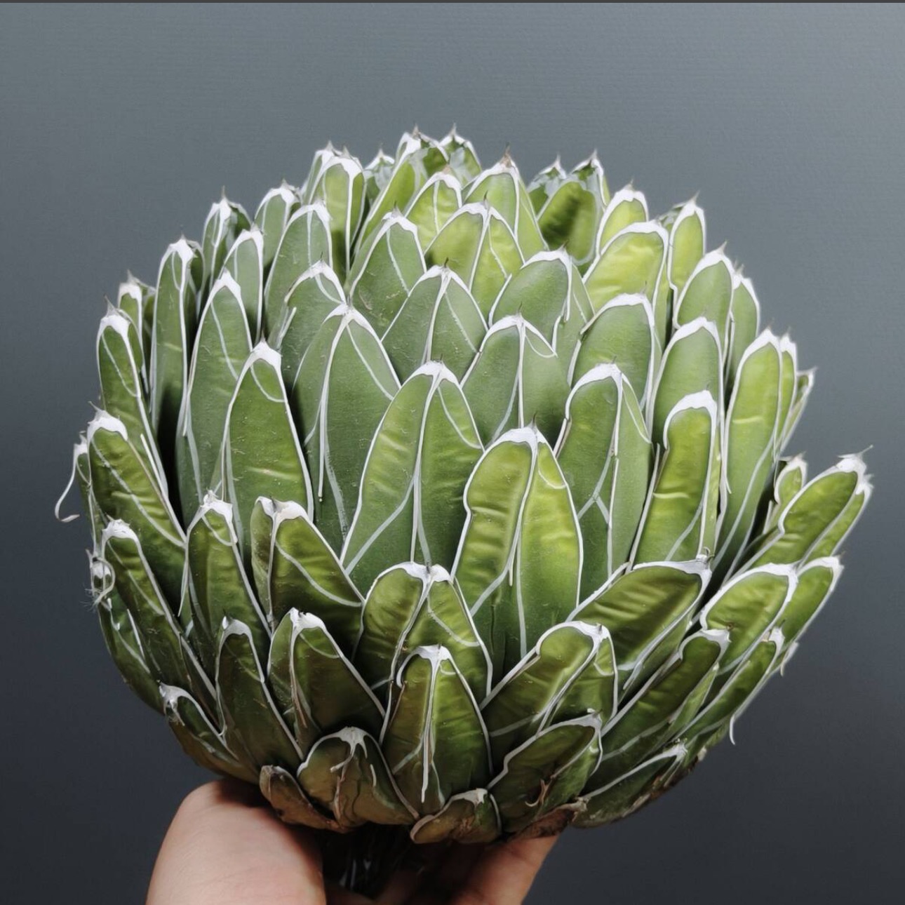 13-15cm Agave victoriae-reginae（similar to the place of origin）