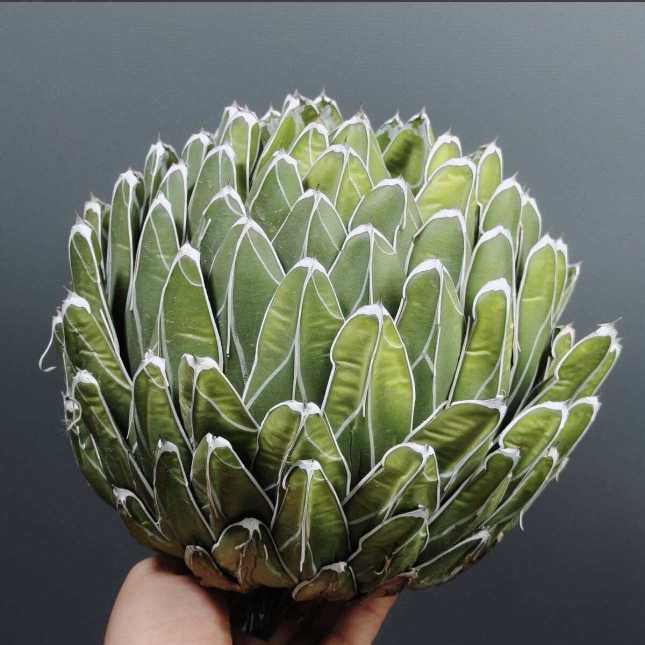 13-15cm Agave victoriae-reginae（similar to the place of origin）