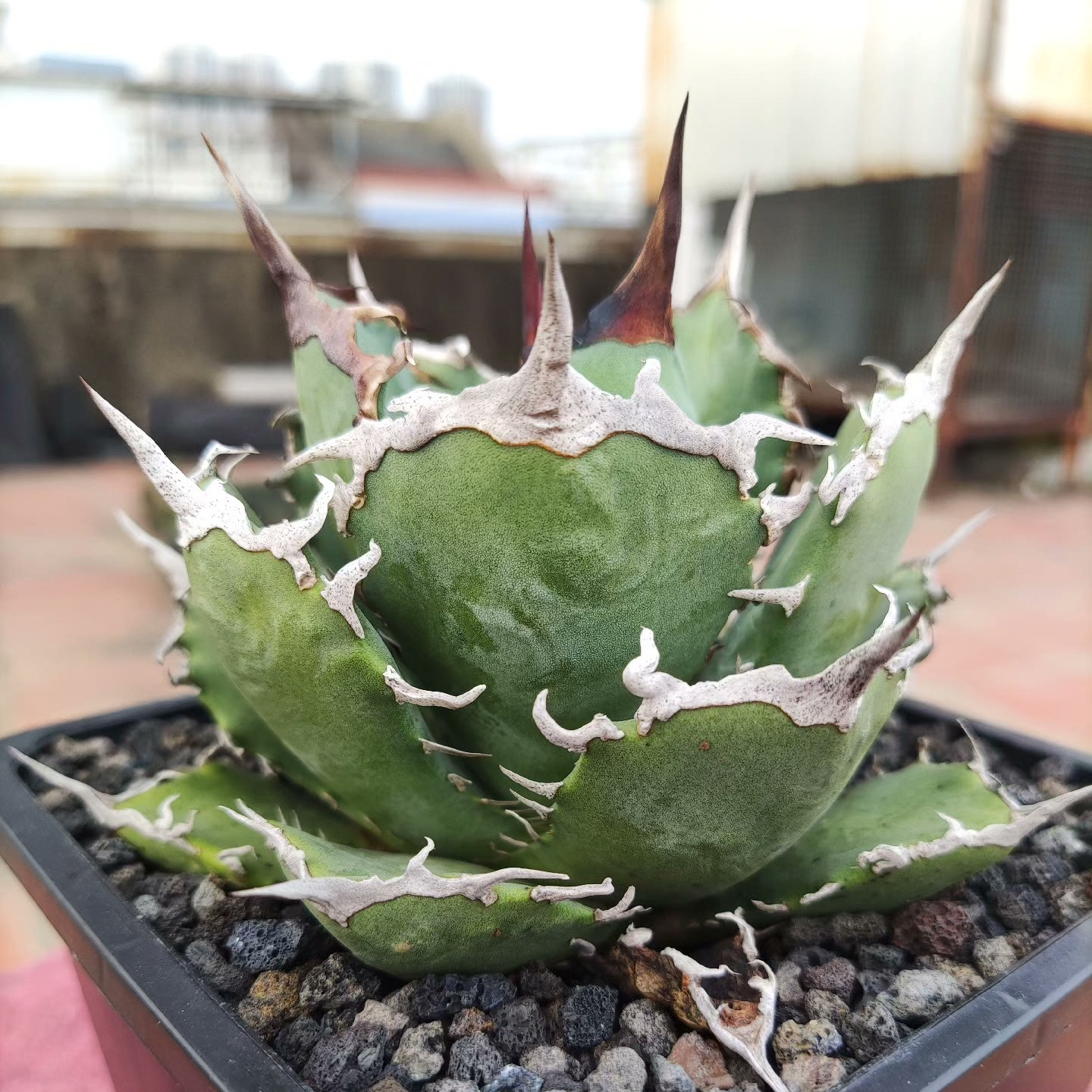 2-12cm Agave Titanota 'Asura'