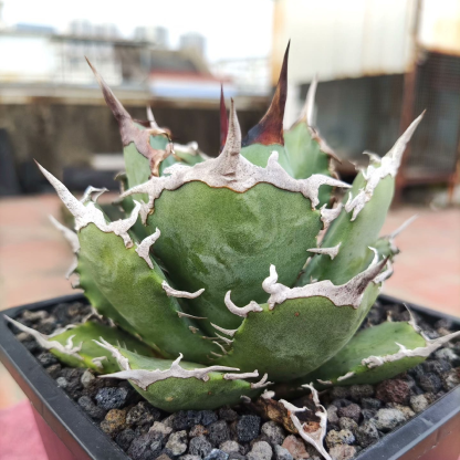 2-12cm Agave Titanota 'Asura'