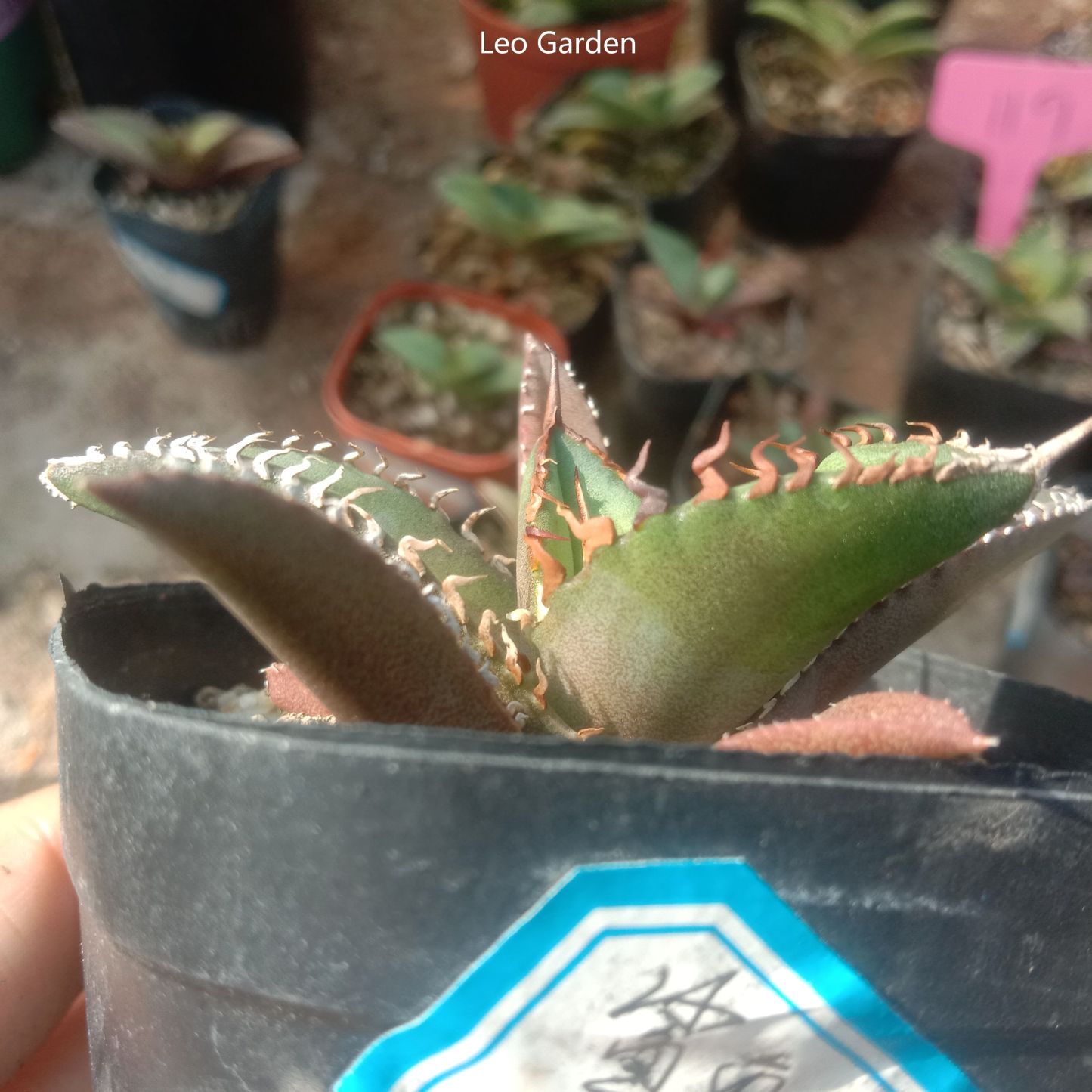 4-14cm Agave titanota Shark Sword