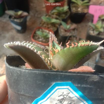 4-14cm Agave titanota Shark Sword