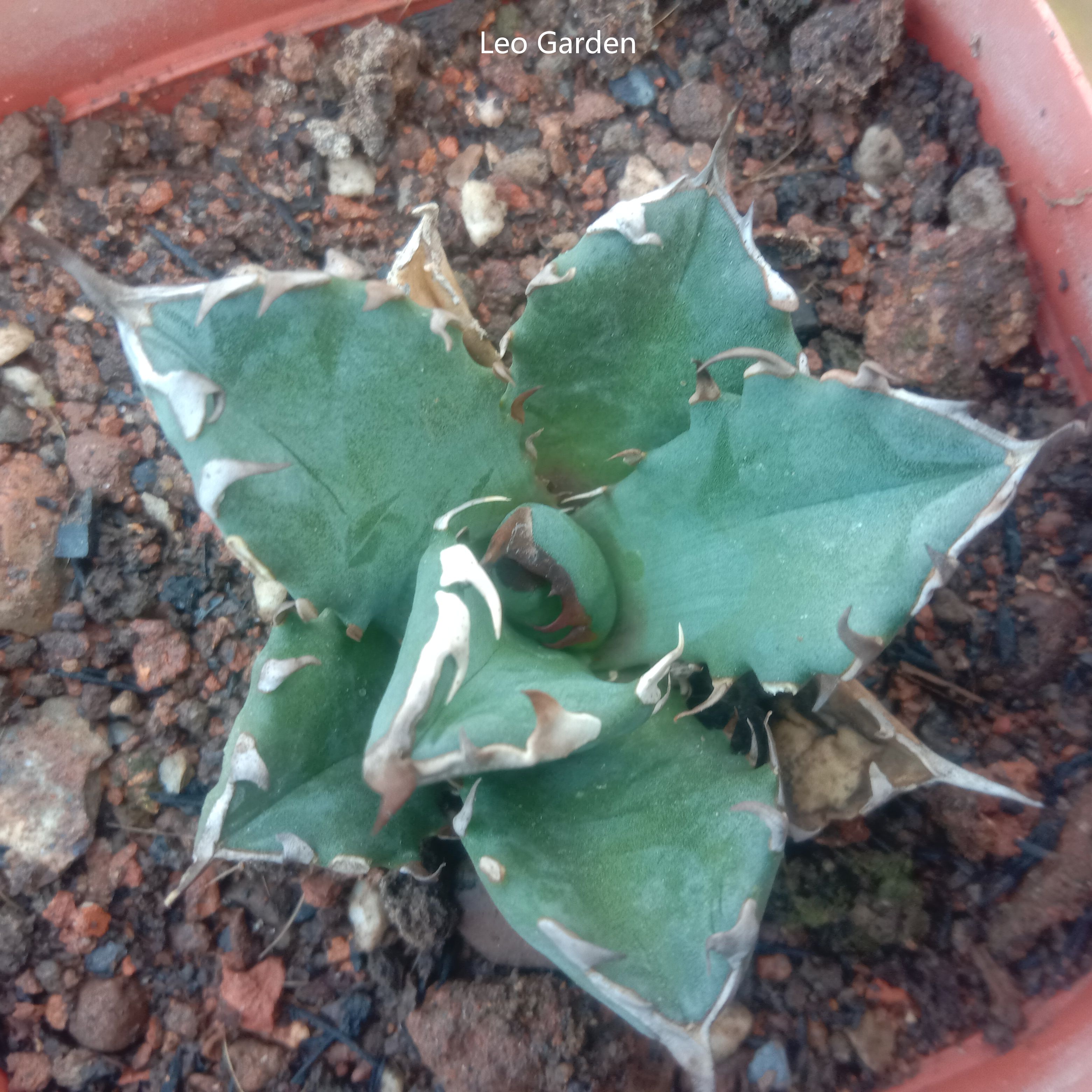 3-4cm Agave Titanota 'Dwarf'（tissue culture）