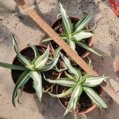 10-25cm Agave desmetiana mediopicta alba