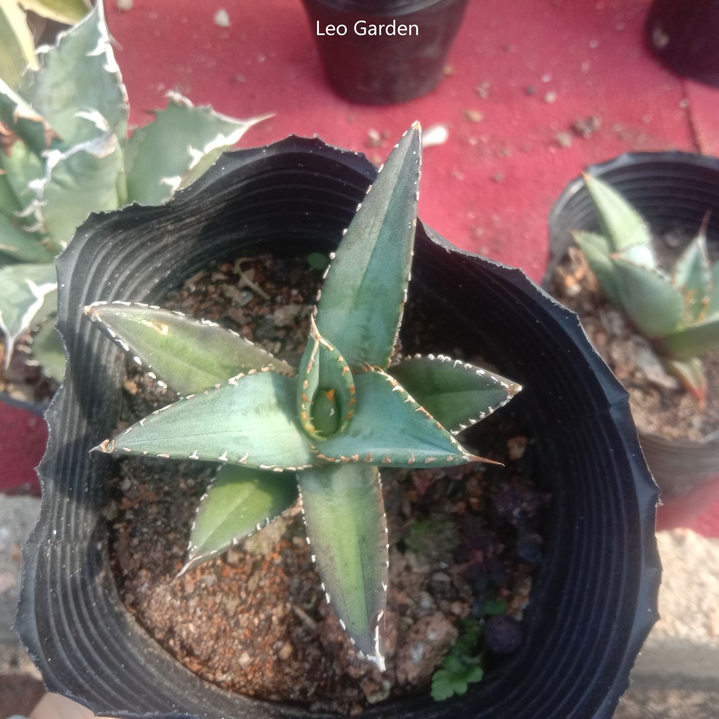 5-7cm Agave titanota “Aquaman”（tissue culture）