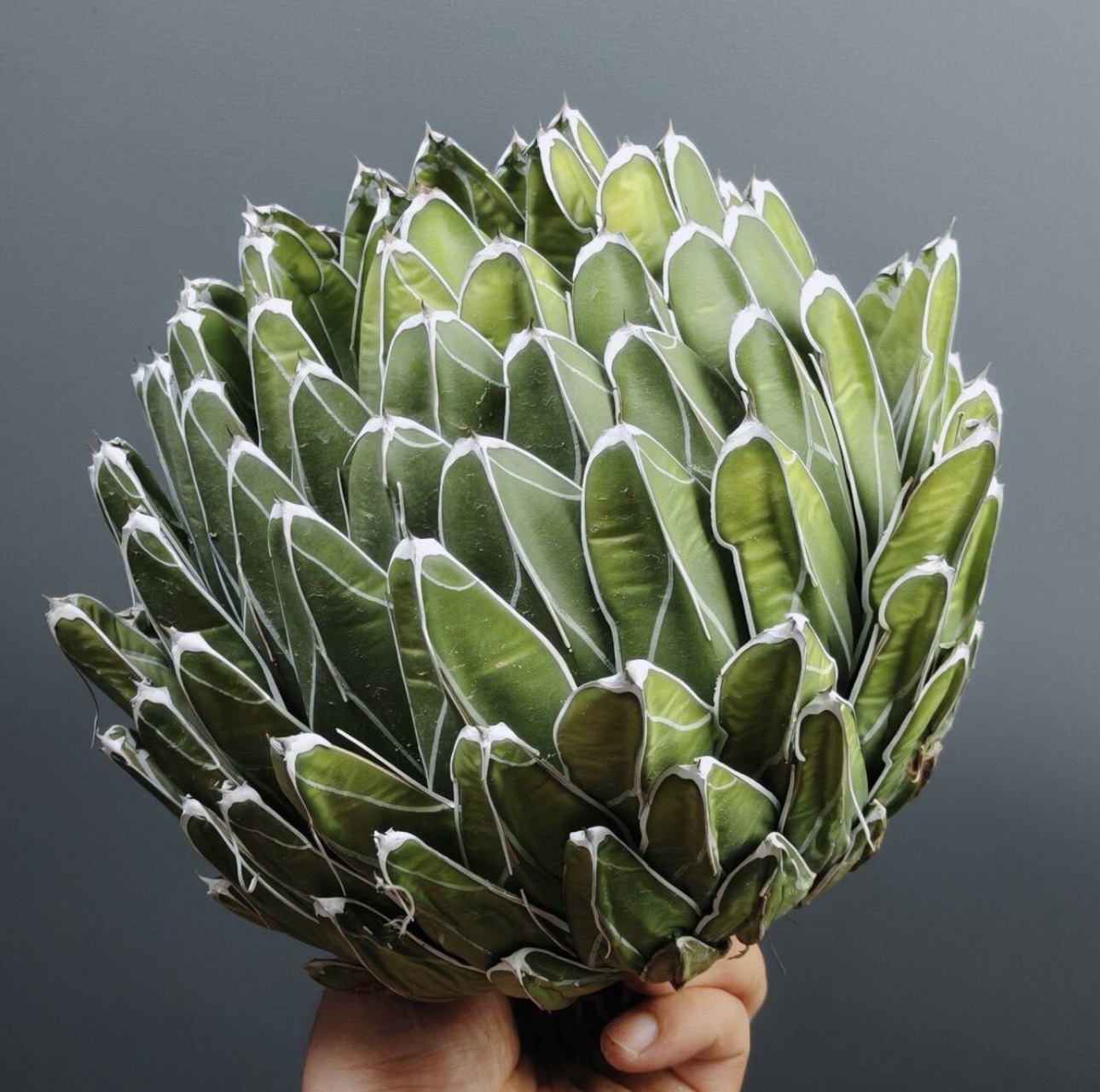 13-15cm Agave victoriae-reginae（similar to the place of origin）