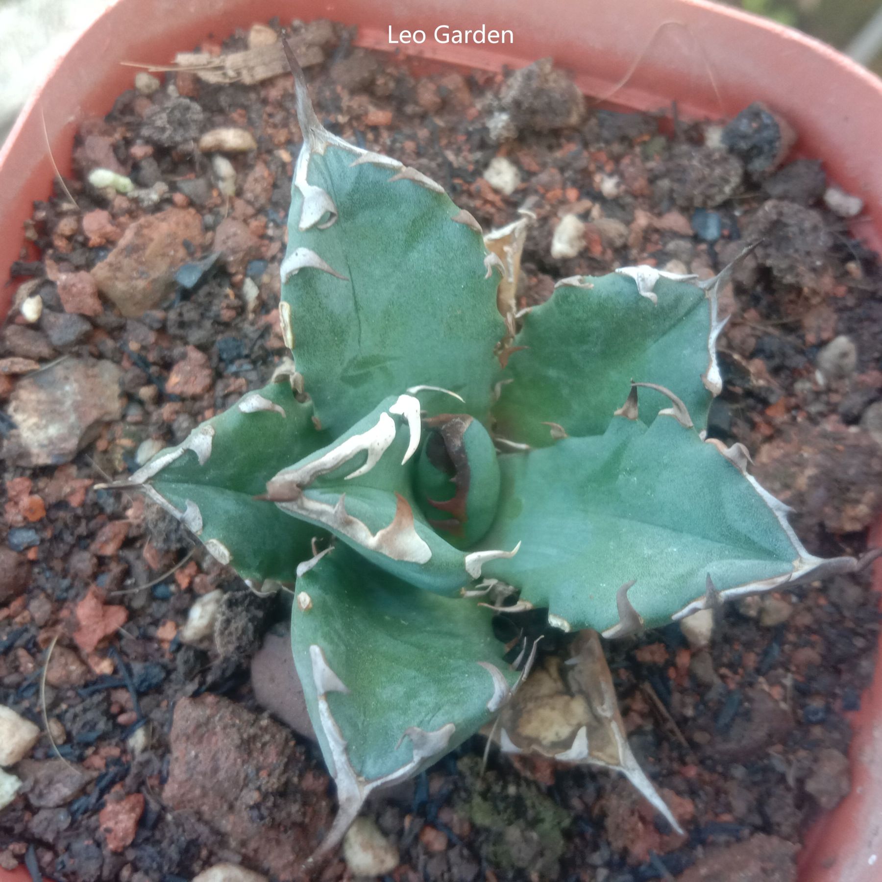 3-4cm Agave Titanota 'Dwarf'（tissue culture）