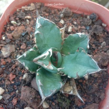 3-4cm Agave Titanota 'Dwarf'（tissue culture）