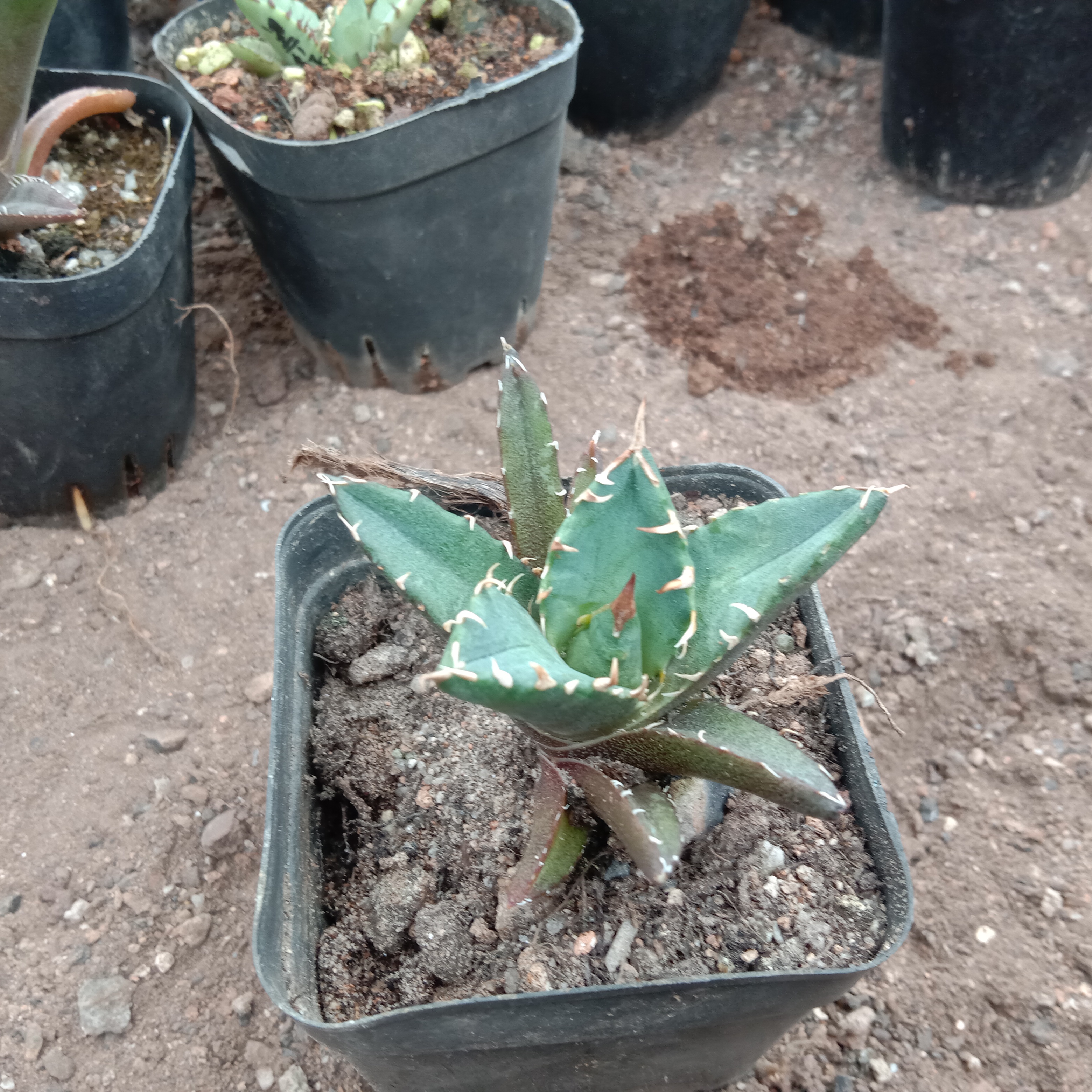 4-14cm Agave titanota “crazy” 