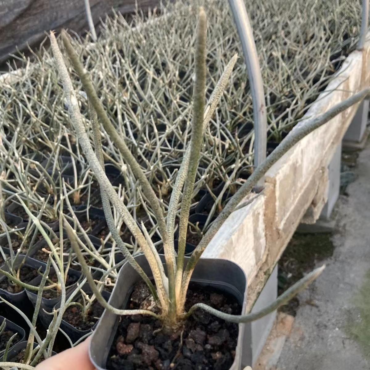 0.5-6cm cmAstrophytum caput medusae