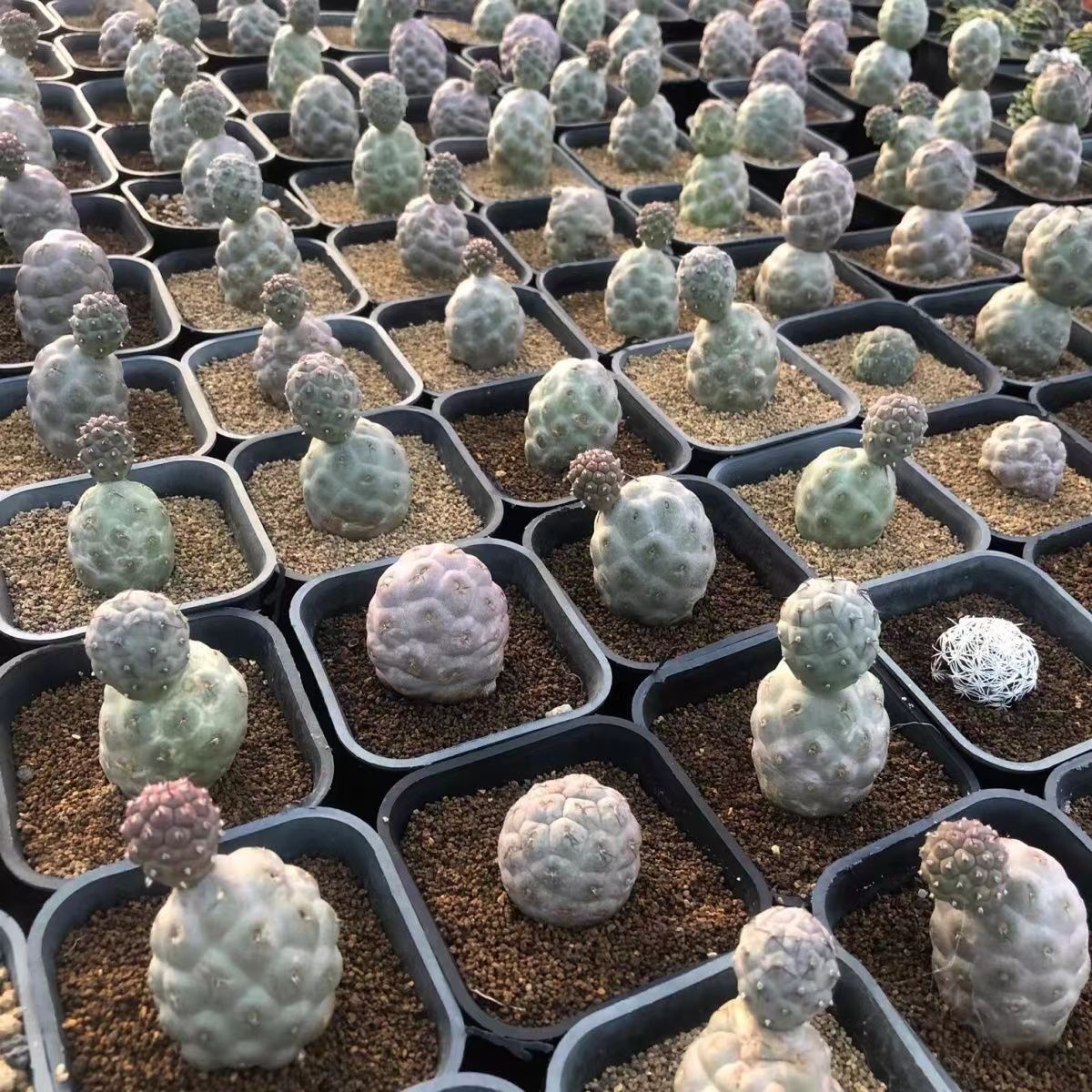 3-14cm Tephrocactus geometricus