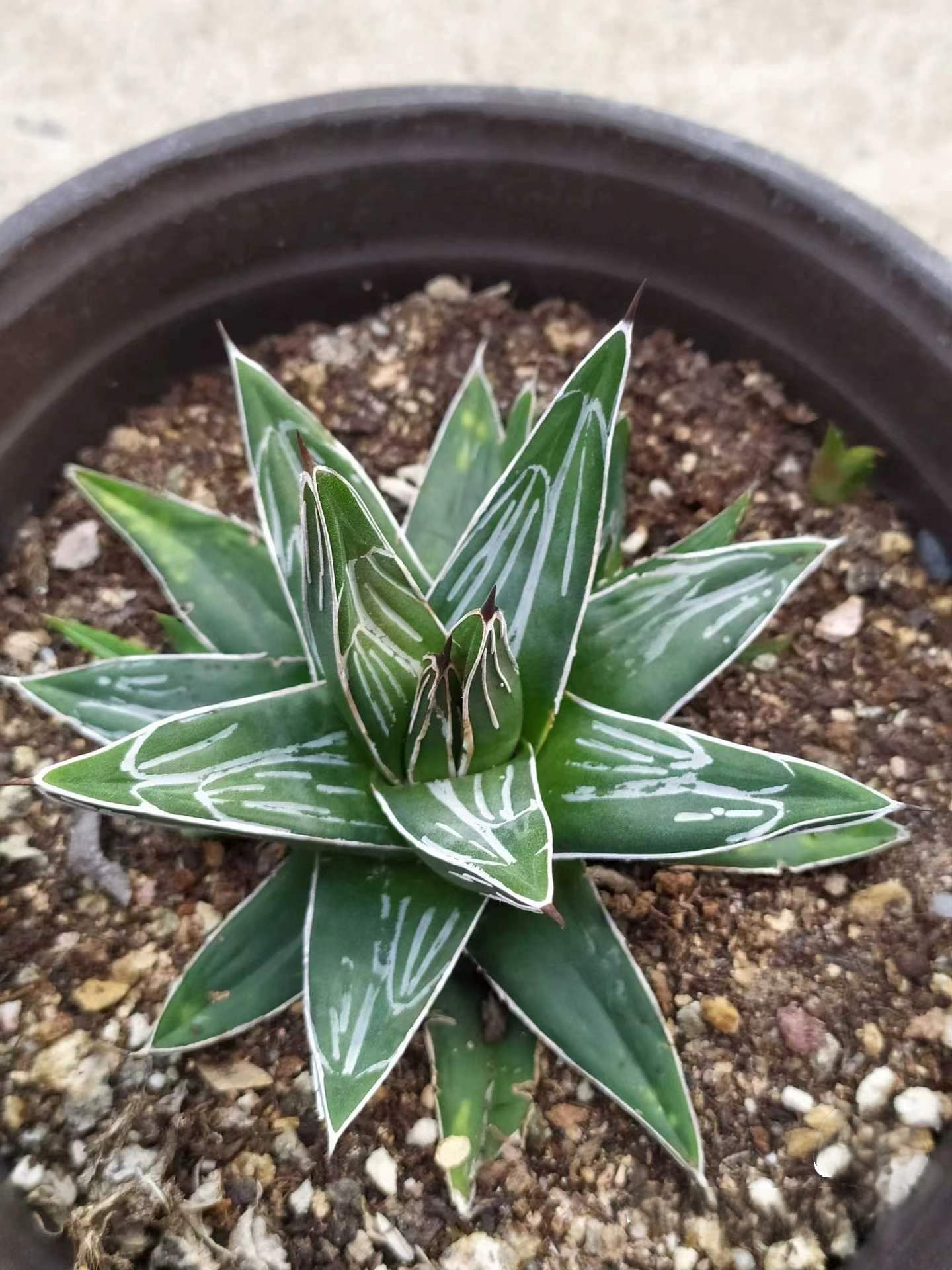 5-20cm Agave victoriae-reginae