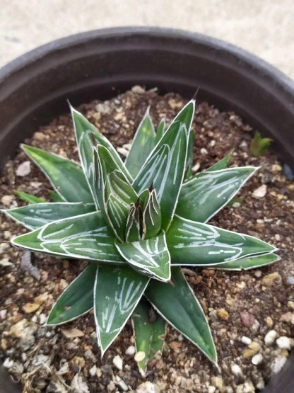 5-20cm Agave victoriae-reginae
