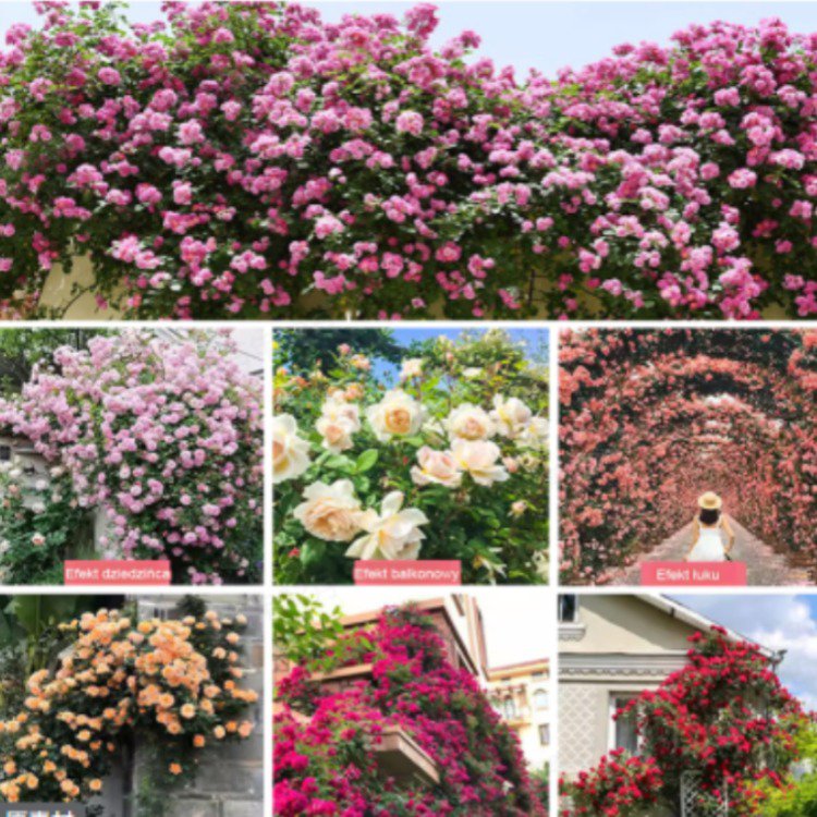 "Garden Ruby" (Nasiona pnące premium) | Kwitnie pełną ścianą kwiatów w 8 tygodni 🌺 | Wytrzymała i zimozielona ❄️ | Pachnie bardziej niż róże | 100% gwarancji sukcesu ✅