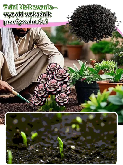 Nasiona wielogłowego plamistego róży.