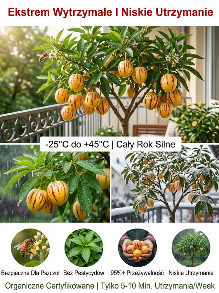 【100 dni do dojrzałości】Nasiona żeń-szenia złocistego – mleczny zapach i zdrowie w jednym słoiczku