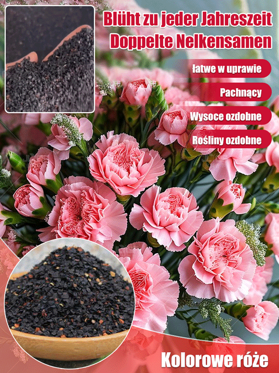 Nasiona Pełnego Goździka Całorocznego | Kwitnie 150 dni | Luksusowy zapach i łatwa uprawa 🌸