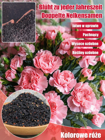 Nasiona Pełnego Goździka Całorocznego | Kwitnie 150 dni | Luksusowy zapach i łatwa uprawa 🌸