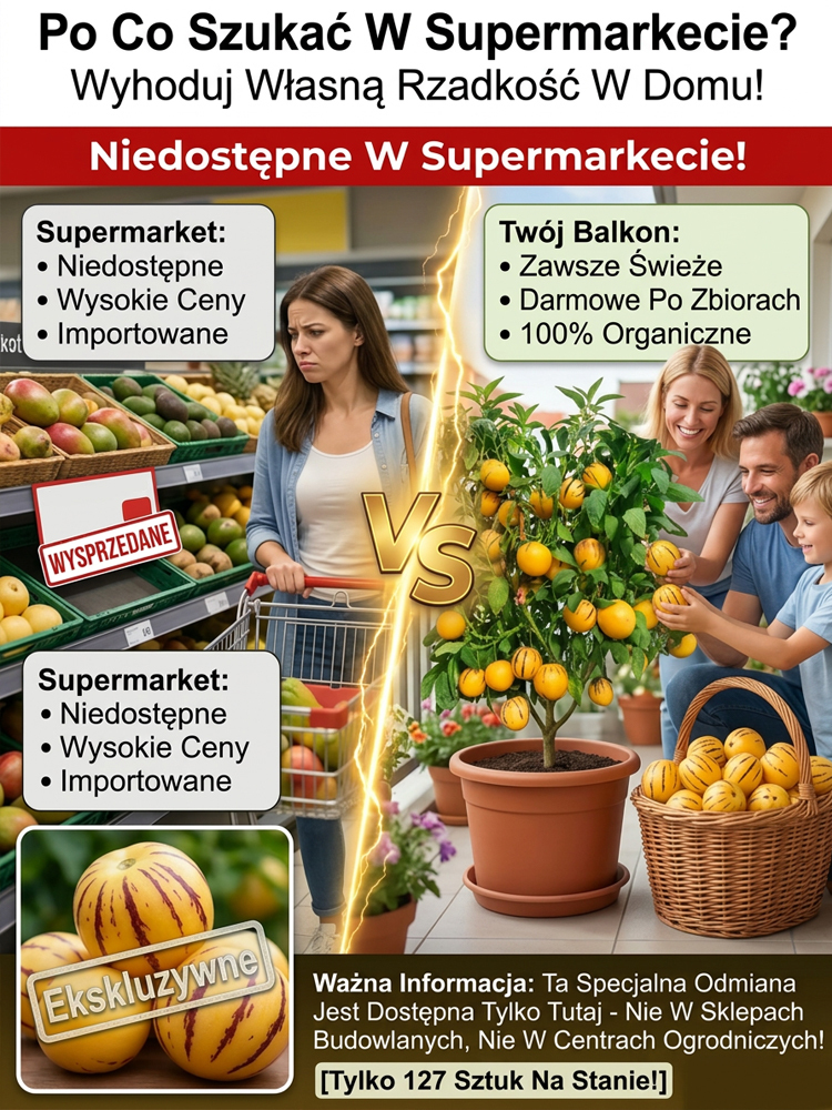 【100 dni do dojrzałości】Nasiona żeń-szenia złocistego – mleczny zapach i zdrowie w jednym słoiczku